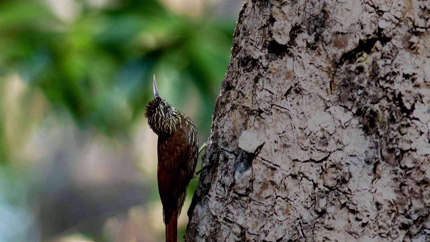Ivory-billed Woodcreeper